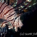 lionfish_common_nus_h_0705_png1908.jpg